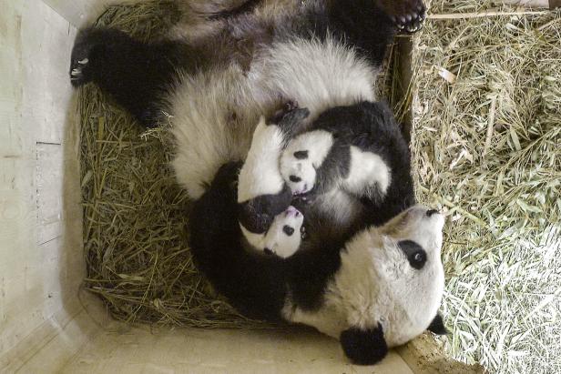Neues Panda-Männchen Yuan Yuan in Schönbrunn angekommen