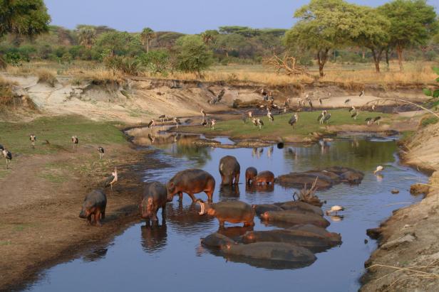 Tansania: Tierparadiese abseits der Massen