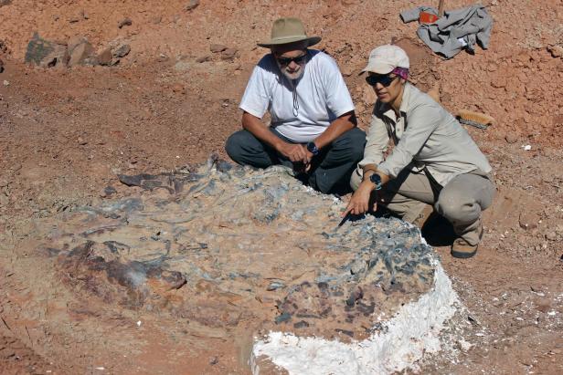 Argentinien: Forscher entdecken 220 Millionen Jahre alte Fossilien