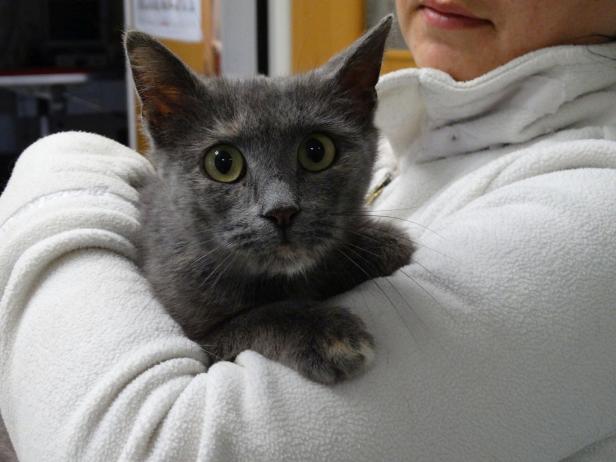 Trächtige Katze gerettet: "Emma" erholt sich im Tierschutzhaus