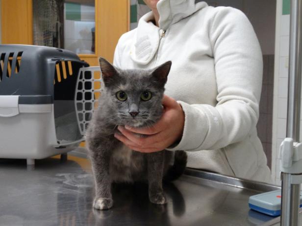 Trächtige Katze gerettet: "Emma" erholt sich im Tierschutzhaus