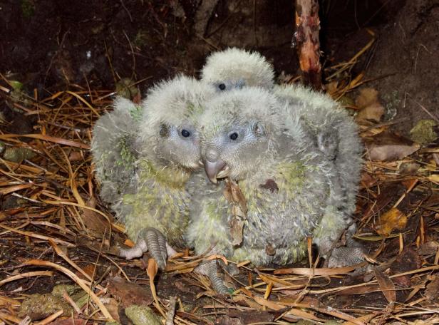 Rekord-Brutsaison: Wie der Kakapo vom Klimawandel profitiert