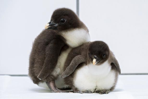Pünktlich zum Weltpinguin-Tag: Pinguin-Küken in Schönbrunn