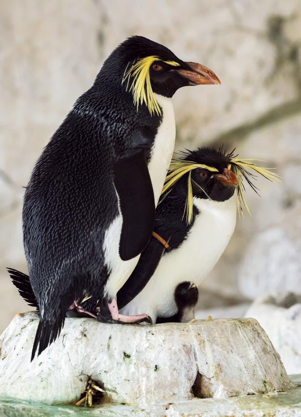 Pünktlich zum Weltpinguin-Tag: Pinguin-Küken in Schönbrunn