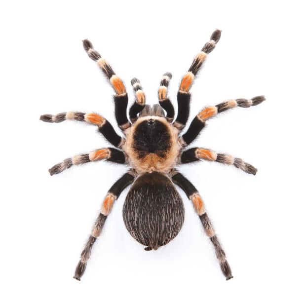 Fantastisches Grausen: Wie Spider-Man bei Spinnenphobie hilft