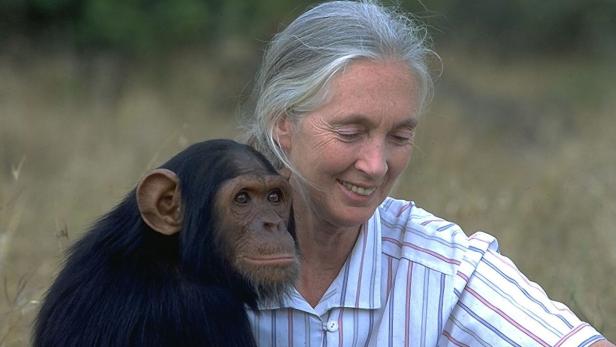 Jane Goodall mit einem Schimpansen.