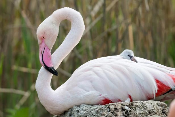 Zwölf Flamingoküken in Tiergarten Schönbrunn geschlüpft
