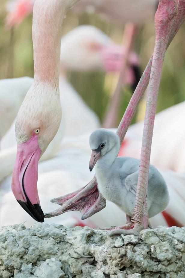 Zwölf Flamingoküken in Tiergarten Schönbrunn geschlüpft
