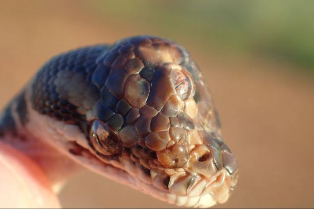 Dreiäugige Schlange auf australischem Highway gefunden
