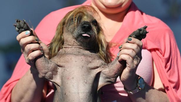 Hässlichster Hund der Welt gekürt