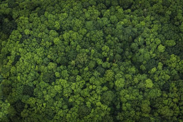 Regenwälder können sich schnell regenerieren