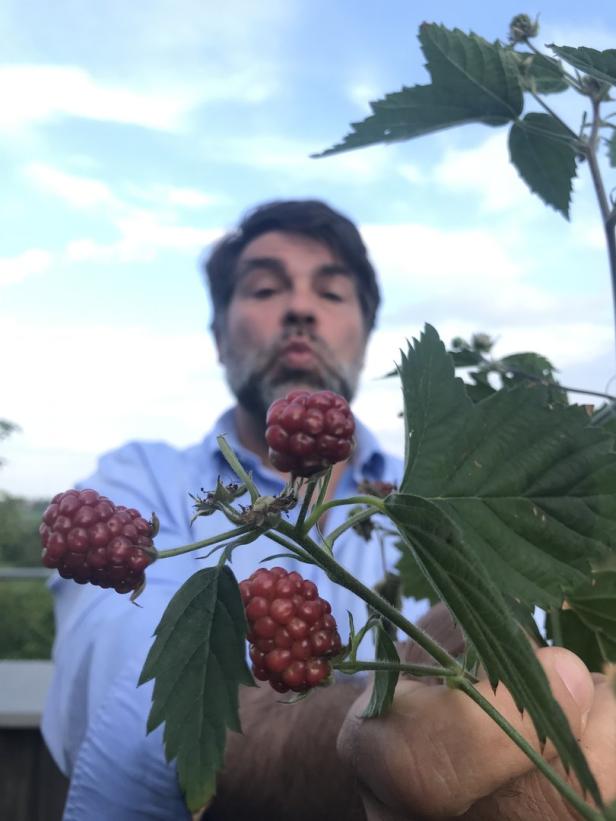 Axels Terrasseneintopf: Wie man im Topf die größten Beeren hat