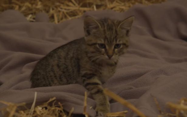 Erfolgreiche Rekrutierung: Neue Polizeikatze ab sofort im Dienst