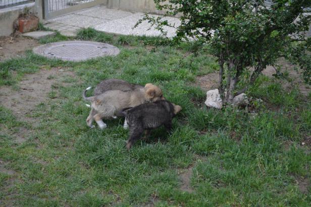 Hundemafia: Welpen wurden in Loosdorf aus Kofferraum gerettet