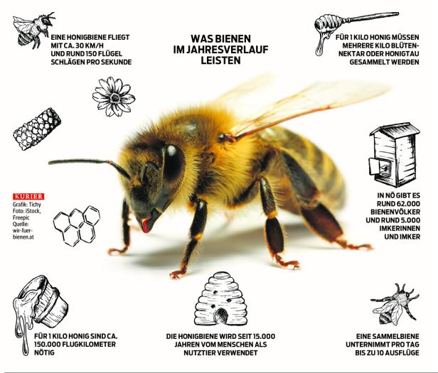 Mehr Naturschutz: Bienen lieben britischen Führungsstil