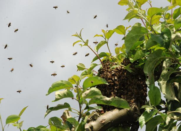 Bienensterben bedroht weltweite Ernährungssicherheit