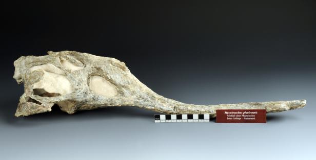 Saurier-Fund im Naturhistorischen Museum: Was die Entdeckung bedeutet