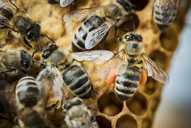 Die Bienen summen wieder über Österreichs Wiesen