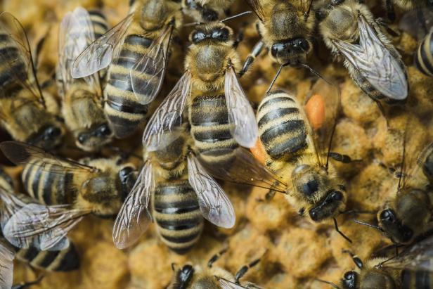 Bienen-Boom im Burgenland