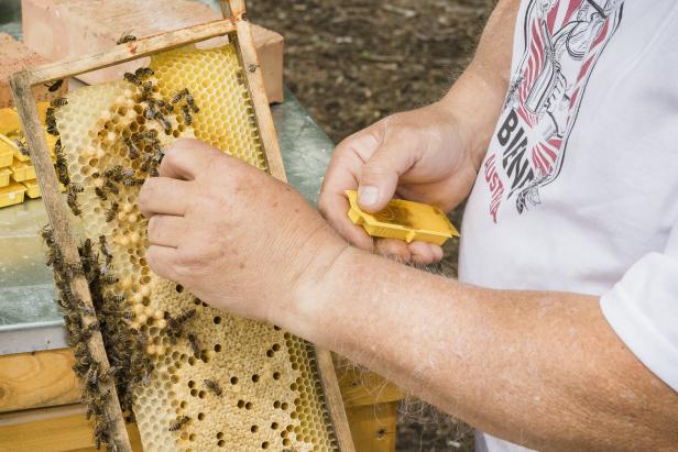 Ein Wiener Erfolgsgeheimnis: Bienen, die nicht stechen