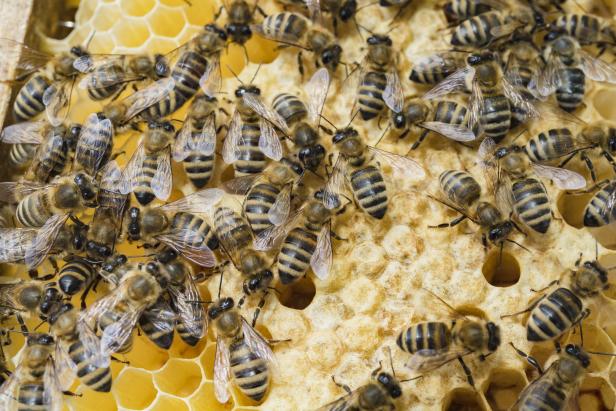 Ein Wiener Erfolgsgeheimnis: Bienen, die nicht stechen