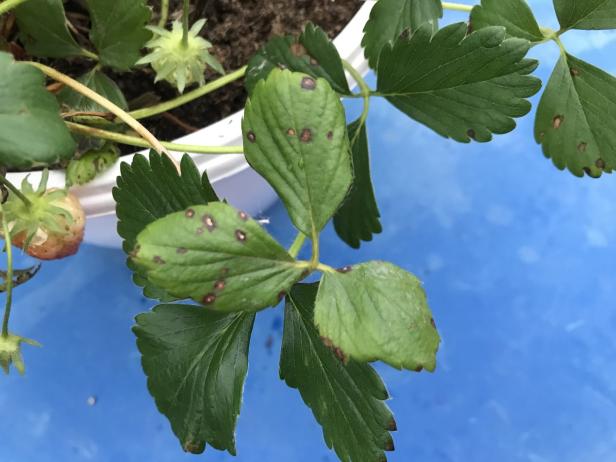 Axels Terrasseneintopf: Wie man die besten Erdbeeren erntet