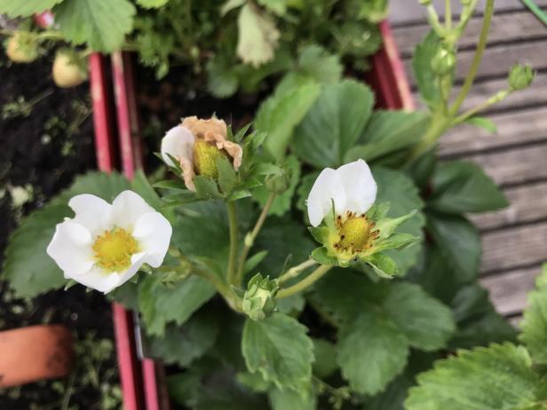 Axels Terrasseneintopf: Wie man die besten Erdbeeren erntet