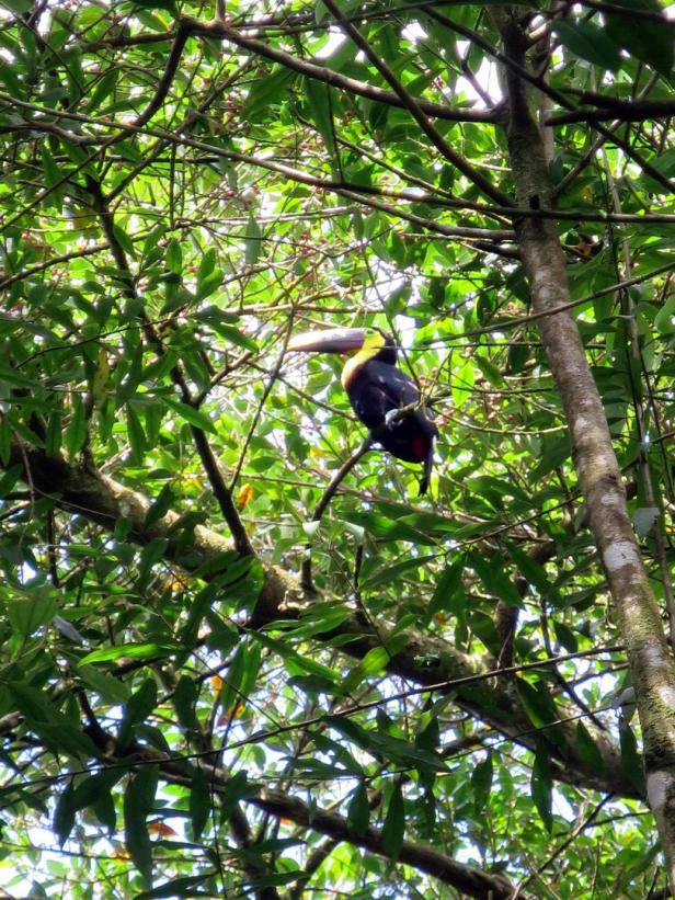 Kapokbäume: Warum die Urwaldriesen heilig sind