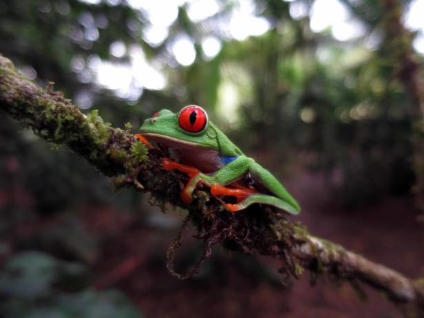 Costa Rica: Ökotourismus als Vorbild für die ganze Welt