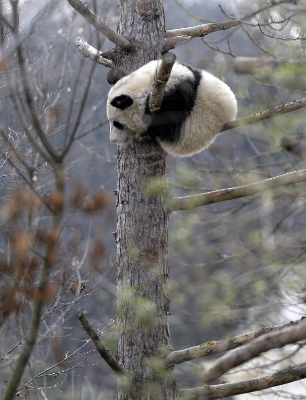 "Geschenkpackerl" für Schönbrunner Panda Fu Bao