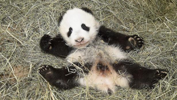 "Geschenkpackerl" für Schönbrunner Panda Fu Bao