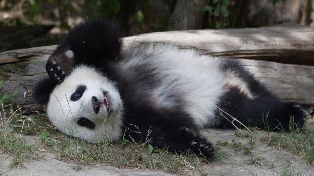 Schönbrunn: Panda Fu Bao feiert zweiten Geburtstag