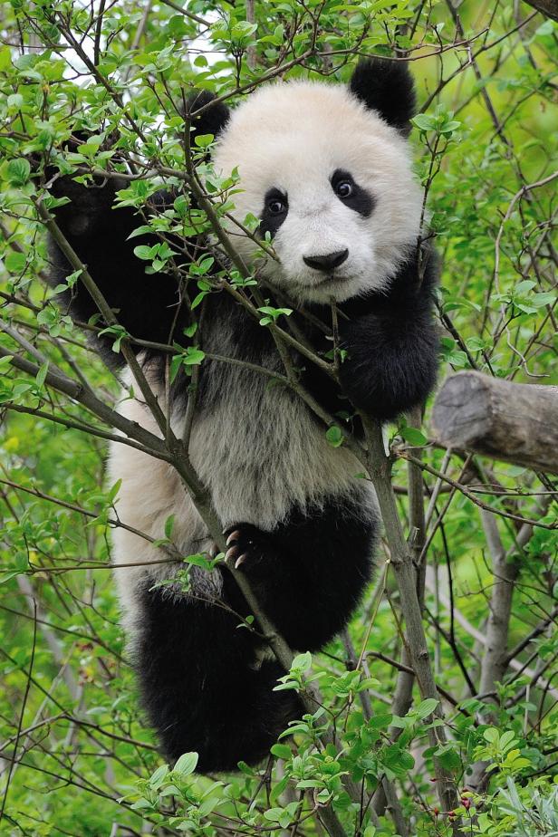Schönbrunn: Panda Fu Bao feiert zweiten Geburtstag