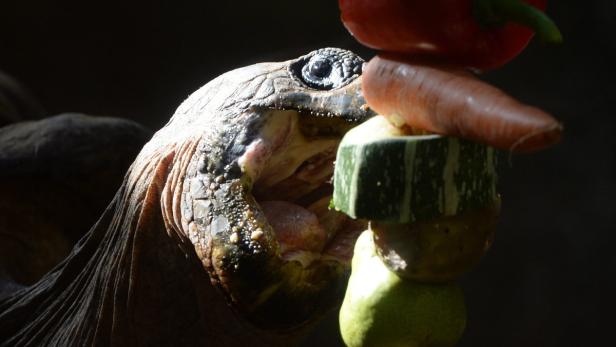 Eine Riesenschildkröte frisst einen Gemüseturm aus Paprika, Karotte, Zucchini und Birnen.