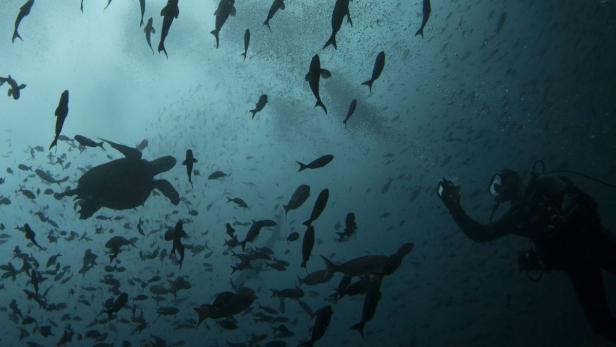 Ein Taucher beobachtet eine Meeresschildkröte inmitten eines Schwarms Fische.