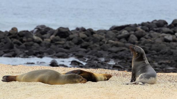 Drei Seelöwen ruhen sich an einem Strand aus.