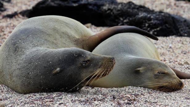 Zwei Seelöwen ruhen sich am Strand aus.