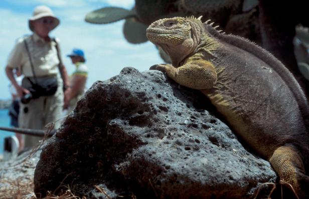 Ein gelber Leguan ruht auf einem dunklen Felsen, im Hintergrund sind Touristen zu sehen.