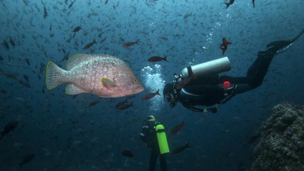 Zwei Taucher beobachten einen grossen Zackenbarsch inmitten eines Schwarms kleinerer Fische.