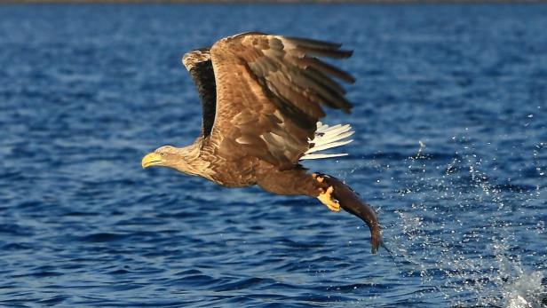 Ein Seeadler fliegt mit einem Fisch in seinen Fängen über das Wasser.