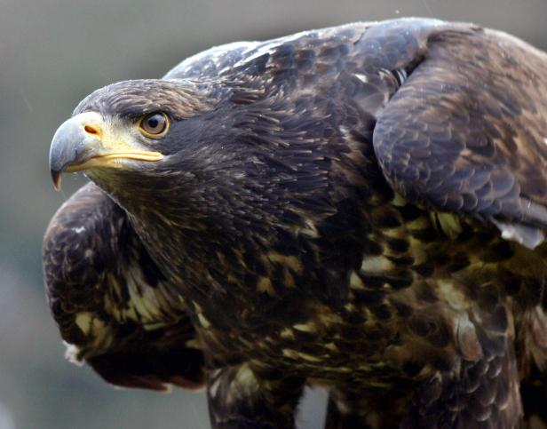 Ein Adler blickt aufmerksam zur Seite.