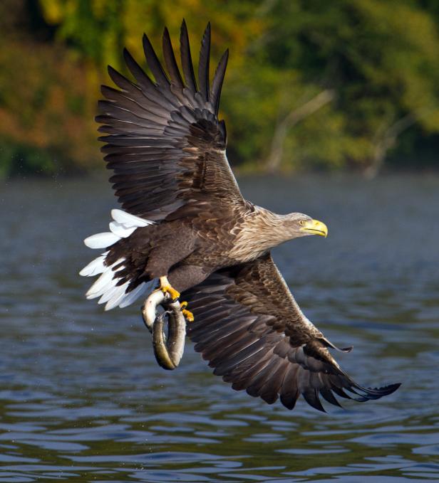 Ein Seeadler fliegt mit einem Fisch in seinen Fängen über das Wasser.