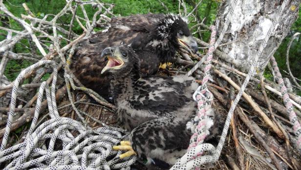 Zwei junge Adler sitzen in einem Nest aus Ästen und Seilen.