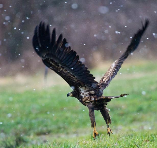 Ein Adler fliegt im Schneefall über eine grüne Wiese.