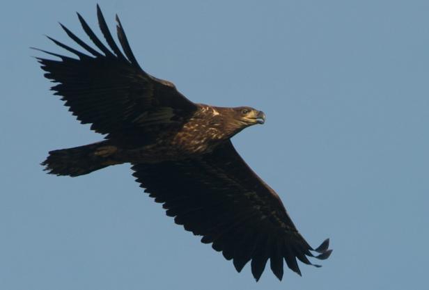 Ein Adler fliegt mit ausgebreiteten Flügeln vor blauem Himmel.