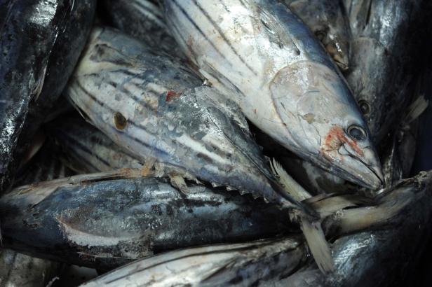 Appetit auf Thunfisch steigt, die Anforderungen an Fischer auch