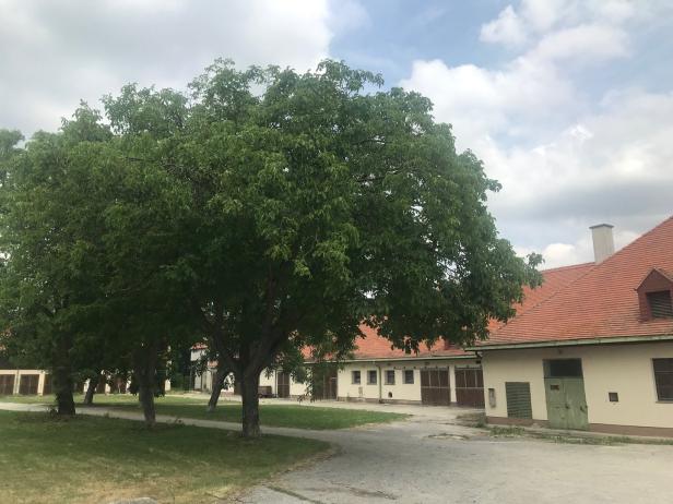 Wiener Neustadt stoppt Wohnbau in der grünen Lunge