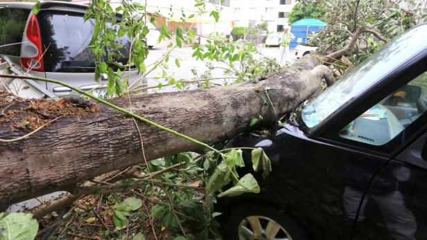 Ein umgestürzter Baum liegt auf zwei beschädigten Autos.