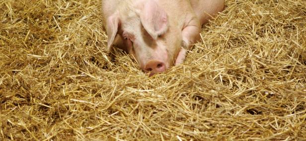 Aktivisten fordern Stroh statt Vollspaltenboden für Schweine