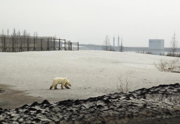 Eisbär verirrte sich auf der Suche nach Futter in sibirische Stadt